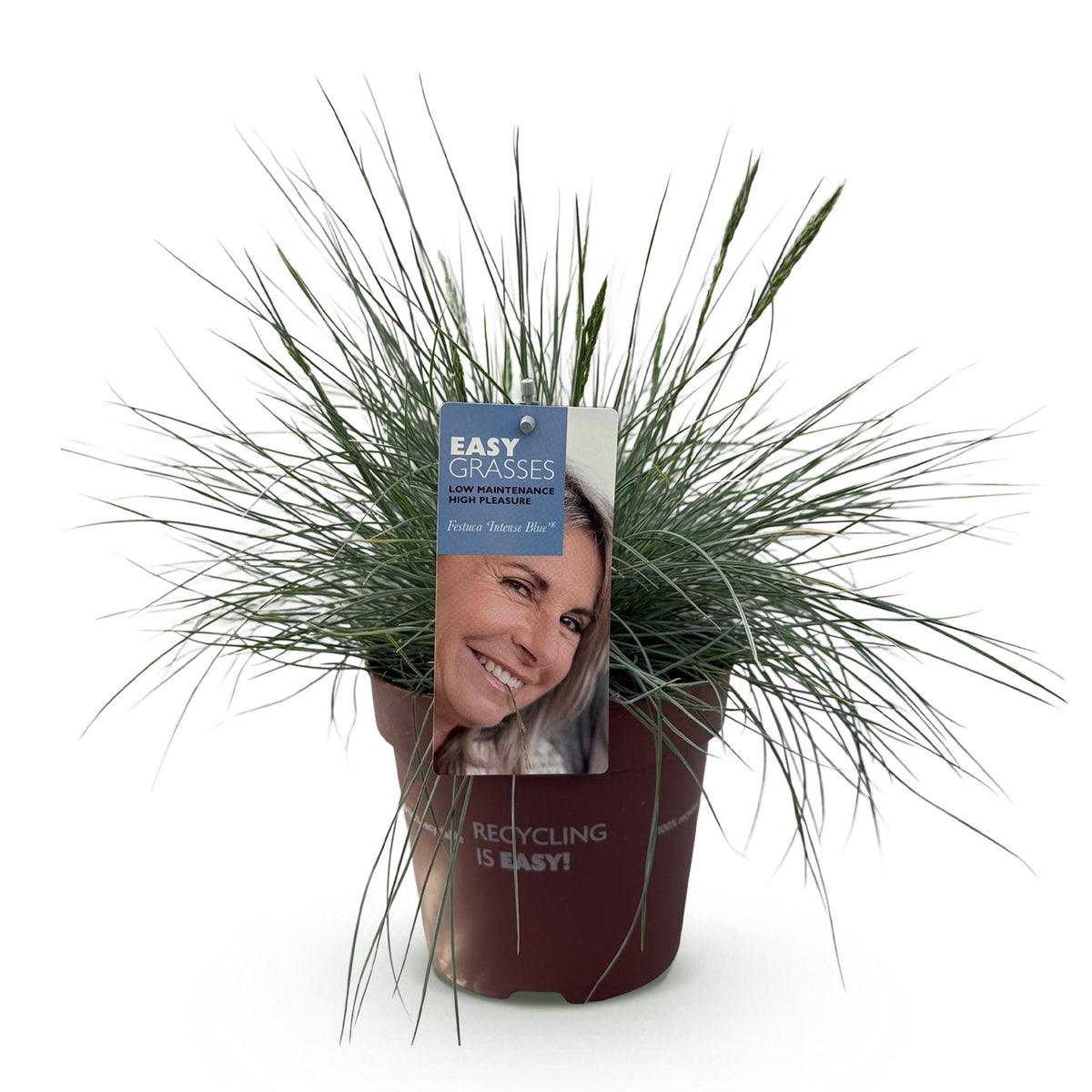 Green boutiQ - Siergrassen - Festuca glauca Intense Blue  - Blauw - 1 Plant - Groenblijvend - Winterhard - Pot 17cm Hoogte 50cm