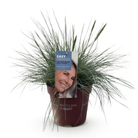 Green boutiQ - Siergrassen - Festuca glauca Intense Blue  - Blauw - 1 Plant - Groenblijvend - Winterhard - Pot 17cm Hoogte 50cm