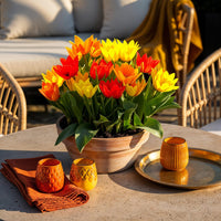 Green boutiQ - Bloembollen - Tulp Praestans mix - Diversen Kleuren - 25 stuks - Bolmaat 8/9 - XXL Pack