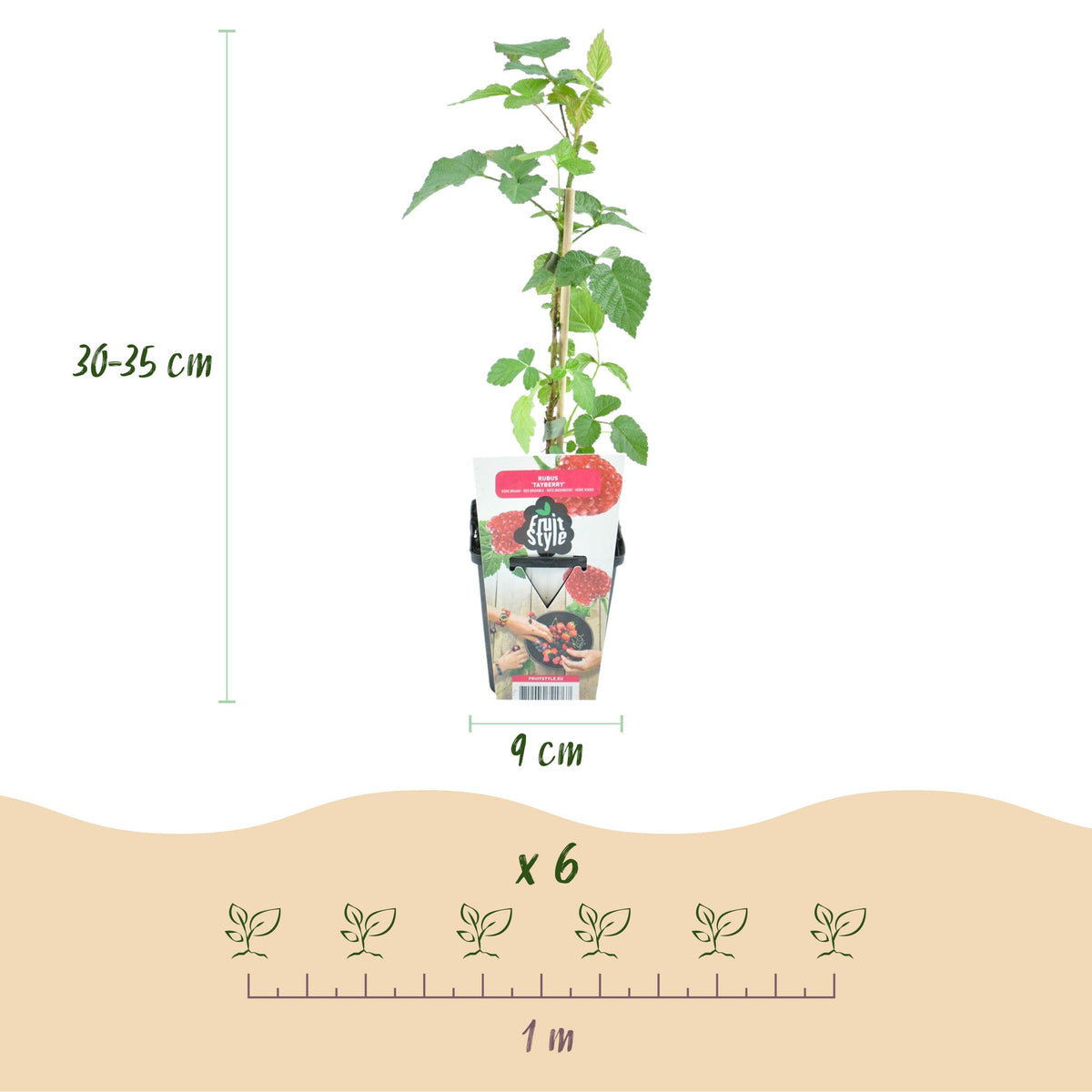 Green boutiQ - Fruitplanten - Taybes - Rubus Tayberry - Winterhard - 3 Planten - Pot 9 cm - Rode Bes
