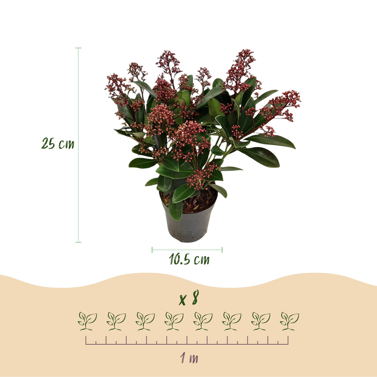 Green boutiQ - Terrasplant - Skimmia japonica Rubella - Bloem Rood - 10+ Bloemen - 2 Planten - Winterhard - Pot 10,5cm Hoogte 25cm
