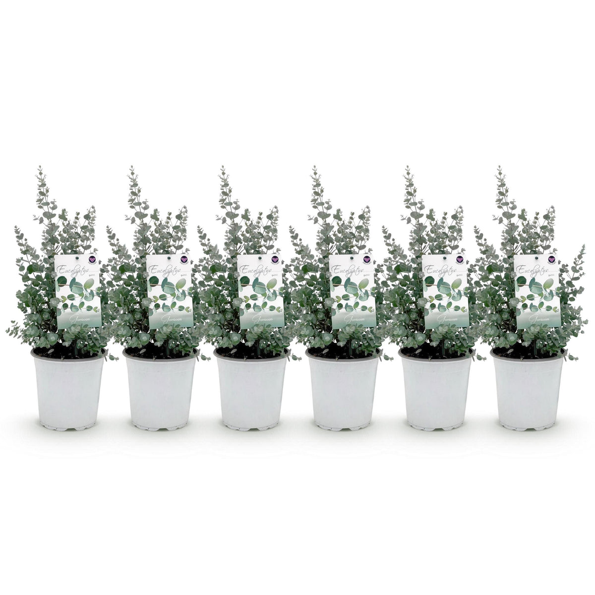 Green boutiQ - Terrasplant - Eucalyptus boom - Eucalyptus gunni  - Grijs - 6 Planten - Winterhard - Pot 17cm Hoogte 40cm