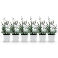 Green boutiQ - Terrasplant - Eucalyptus boom - Eucalyptus gunni  - Grijs - 6 Planten - Winterhard - Pot 17cm Hoogte 40cm