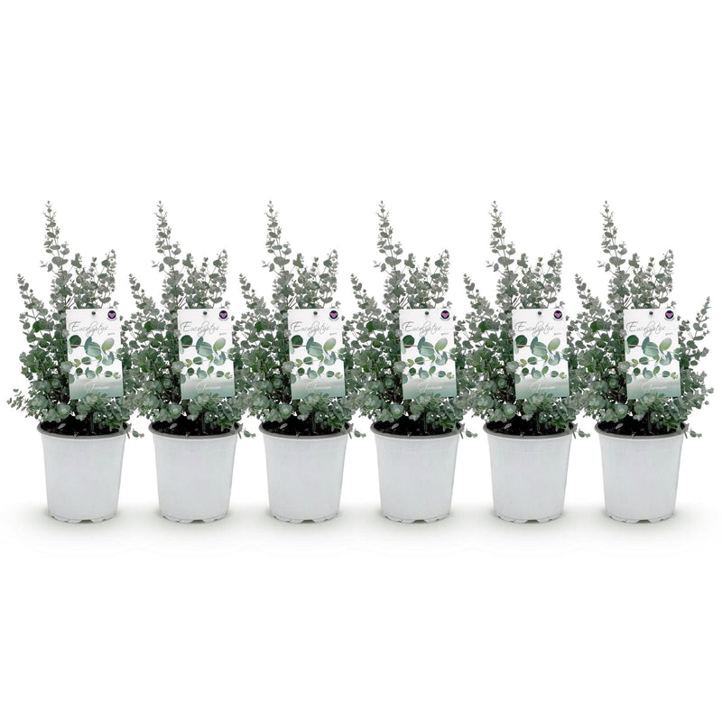 Green boutiQ - Terrasplant - Eucalyptus boom - Eucalyptus gunni  - Grijs - 6 Planten - Winterhard - Pot 17cm Hoogte 40cm