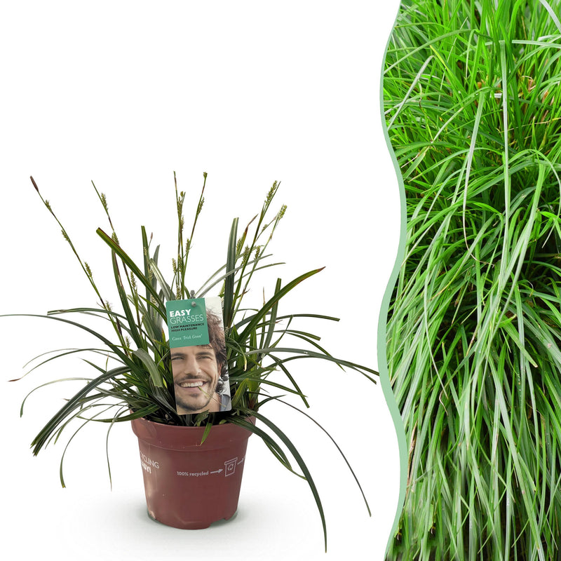 Green boutiQ - Siergrassen - Carex oshimensis Intense Green - Groen - 1 Plant - Groenblijvend - Winterhard - Pot 17cm Hoogte 50cm
