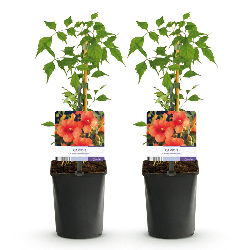 Green boutiQ - Trompetbloem - Campsis radicans Madame Galen - Bloem Oranje - Weinig onderhoud - 2 planten - Pot 11cm Hoogte 40cm