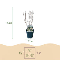 Green boutiQ - Heesters - Deutzia Gracilis
