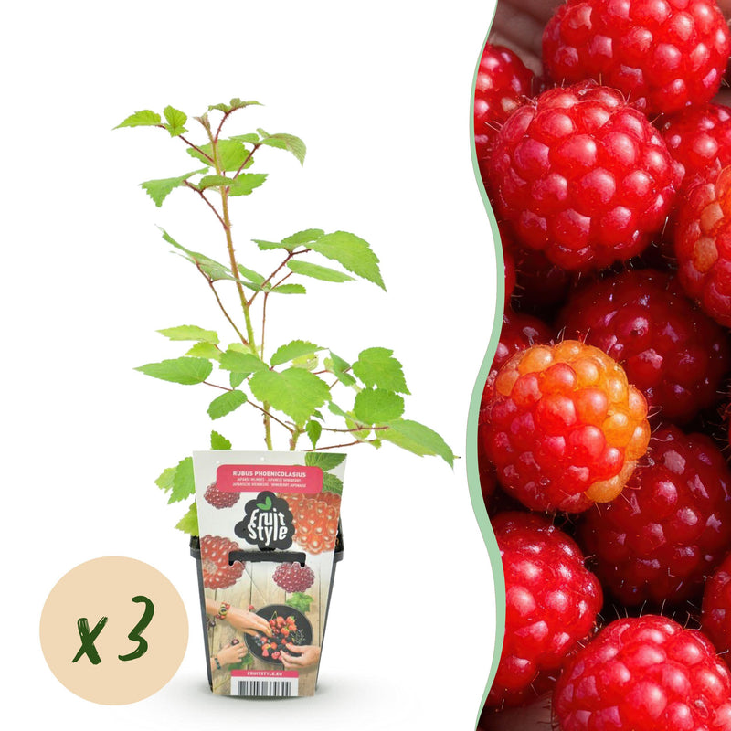 Green boutiQ - Fruitplanten - Japanse Wijnbes - Rubus Phoenicolasius - Winterhard - 3 Planten - Pot 9 cm - Rode Bes