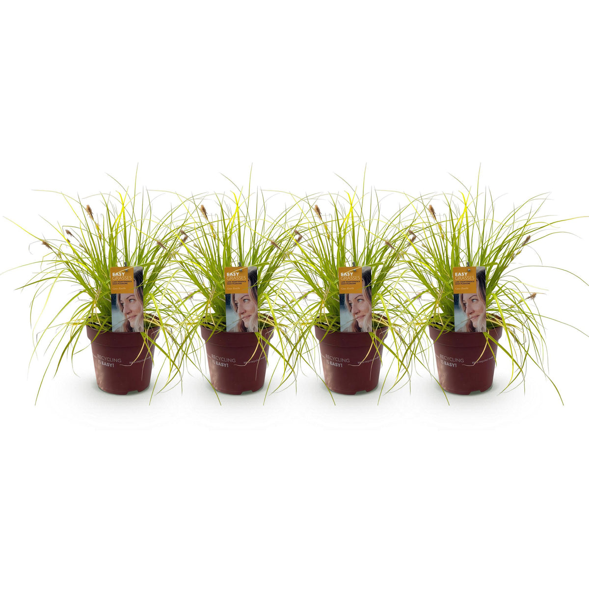Green boutiQ - Siergrassen -  Carex oshimensis Everillo - Geel - 4 Planten - Bladhoudend - Weinig Onderhoud - Pot 17cm Hoogte 50cm