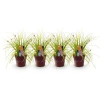 Green boutiQ - Siergrassen -  Carex oshimensis Everillo - Geel - 4 Planten - Bladhoudend - Weinig Onderhoud - Pot 17cm Hoogte 50cm