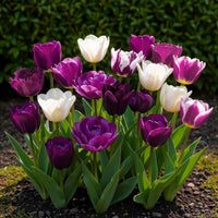 Green boutiQ - Bloembollen - Tulp Blueberry mix - Diversen Kleuren - 12 stuks - Bolmaat 11/12 - XXL Pack