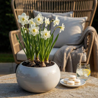 Green boutiQ - Bloembollen - Narcis Mount Hood - Kleur Wit - 15 stuks - Bolmaat 10/12 - XXL Pack
