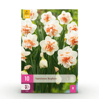 Green boutiQ - Bloembollen - Narcis Replete - Kleur Wit en Oranje - 10 stuks - Bolmaat 10/12 - XXL Pack