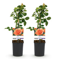 Green boutiQ - Klimroos - Rosa Orange Climber - Bloem Oranje - Weinig onderhoud - 2 planten - Pot 11cm Hoogte 40cm
