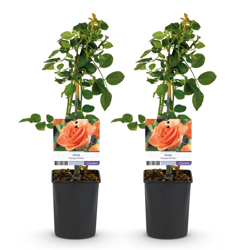 Green boutiQ - Klimroos - Rosa Orange Climber - Bloem Oranje - Weinig onderhoud - 2 planten - Pot 11cm Hoogte 40cm