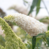 Green boutiQ - Vlinderstruik - Buddleja davidii White Profusion - Bloem Wit - 1 Plant - Bladverliezend - Vlinderlokkend -  Pot 17cm Hoogte 25cm