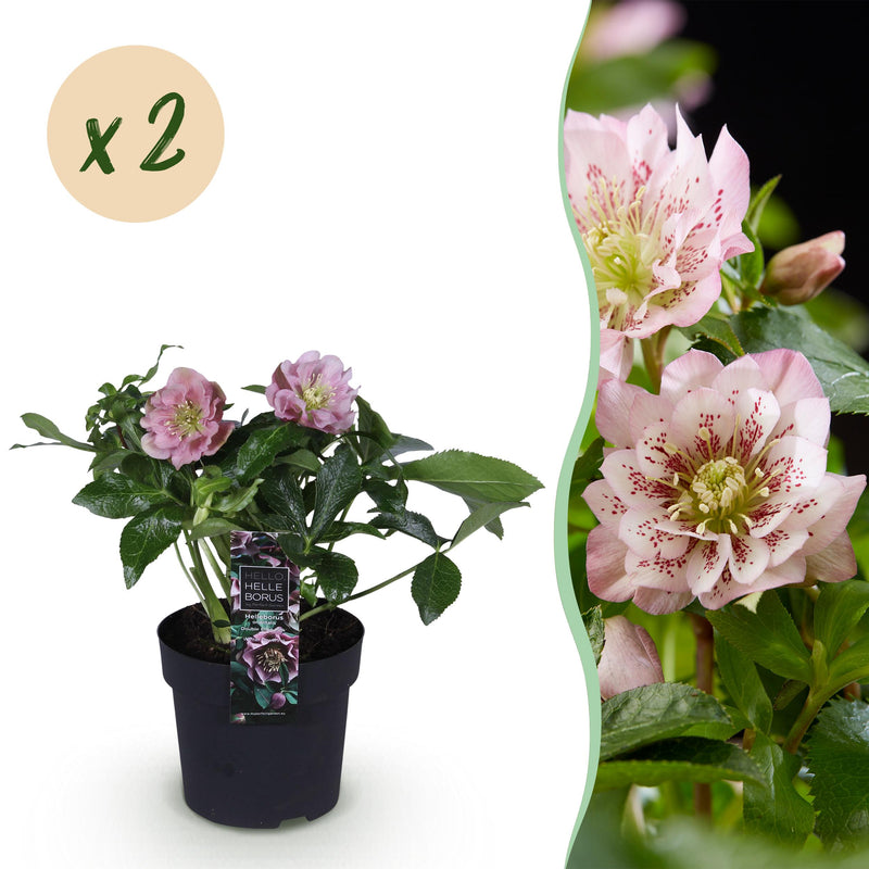 Green boutiQ - Tuinplant - Lenten Rose - Helleborus orientalis Double Ellen Pink - Roze Bloem -2 Planten - Groenblijvend - Pot 14cm Hoogte 35cm