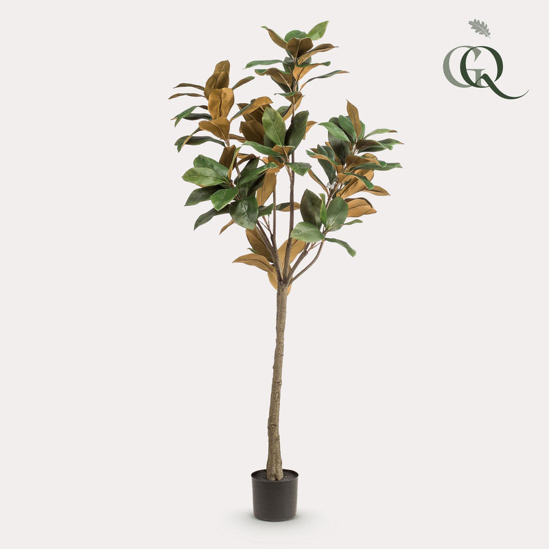 Kunstplant - Magnolia Grandiflora  - 150 cm