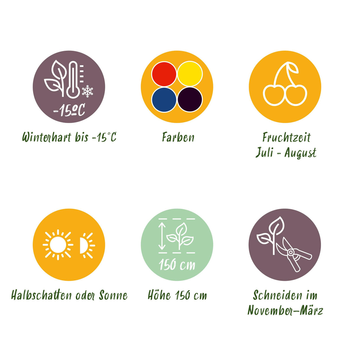 Green boutiQ - Fruit planten mix - Rode Bes, Gele Framboos, Zwarte Braam, Blauwe bes - 4 planten - Pot 11cm Hoogte 40cm