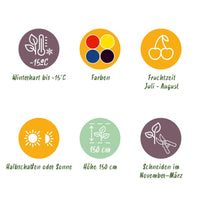 Green boutiQ - Fruit planten mix - Rode Bes, Gele Framboos, Zwarte Braam, Blauwe bes - 4 planten - Pot 11cm Hoogte 40cm