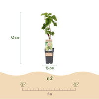 Green boutiQ - Fruitplant - Witte Druif - Vitis vinifera Bianca - 2 planten - Pot 15cm Hoogte 50cm