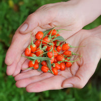 Green boutiQ - Fruitplanten - Goijbes - Lycium Barbarum - Winterhard - 3 Planten - Pot  9 cm - Oranje - Rode Vrucht