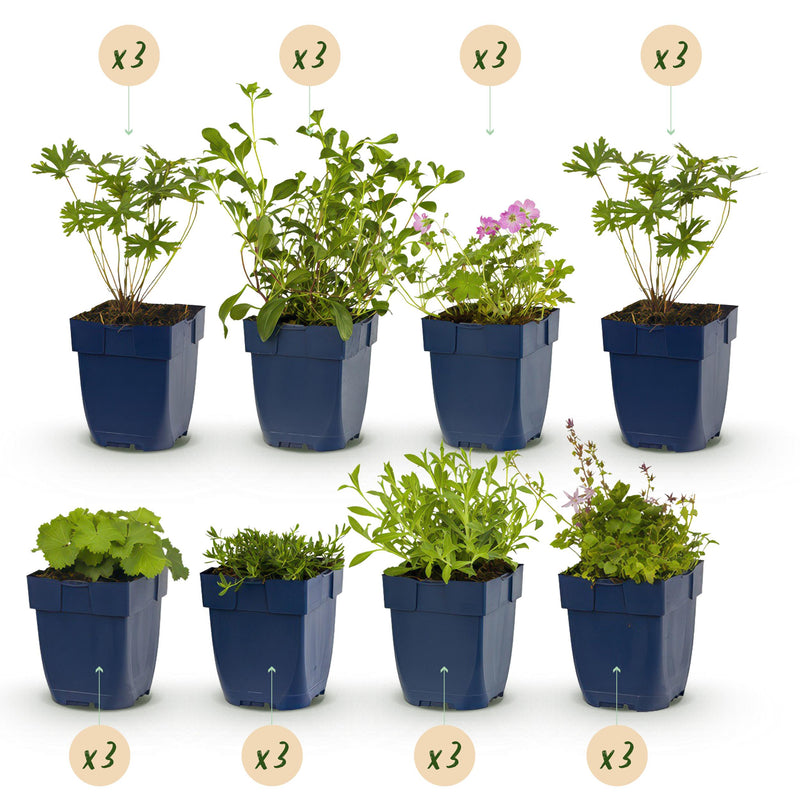 Green boutiQ - Borderpakket - Bodembedekkend - 24 Vaste planten - 3 m2 - Diversen kleuren - Weinig Onderhoud - Pot 11cm