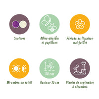 Green boutiQ - Bloembollen - Allium Purple White Mix - Kleur Paars en Wit - 15 stuks - Bolmaat 10/12 - XXL Pack