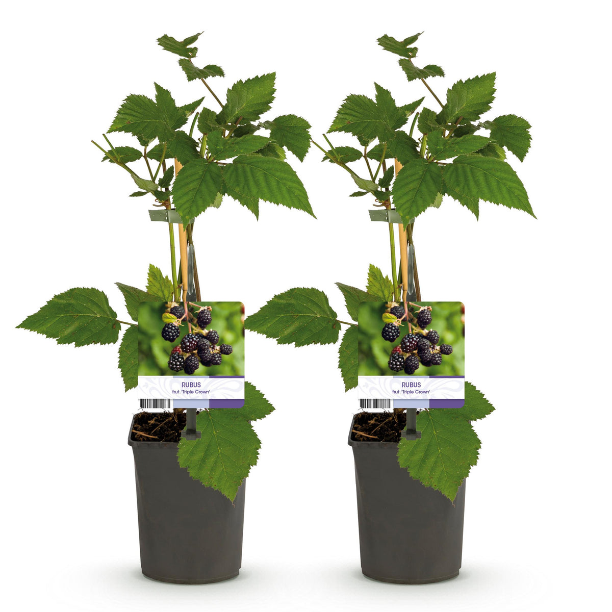 Green boutiQ - Fruitplant - Braam - Rubus fruticosus Triple Crown - Zwarte Braam - Doornloos - 2 planten -  Pot 11cm Hoogte 40cm