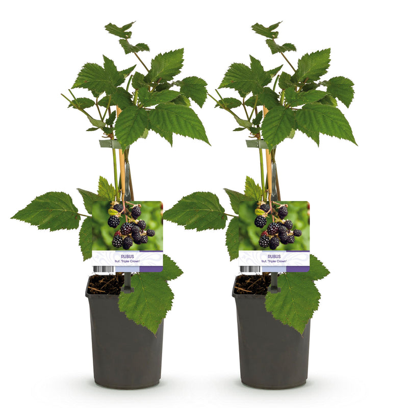 Green boutiQ - Fruitplant - Braam - Rubus fruticosus Triple Crown - Zwarte Braam - Doornloos - 2 planten -  Pot 11cm Hoogte 40cm
