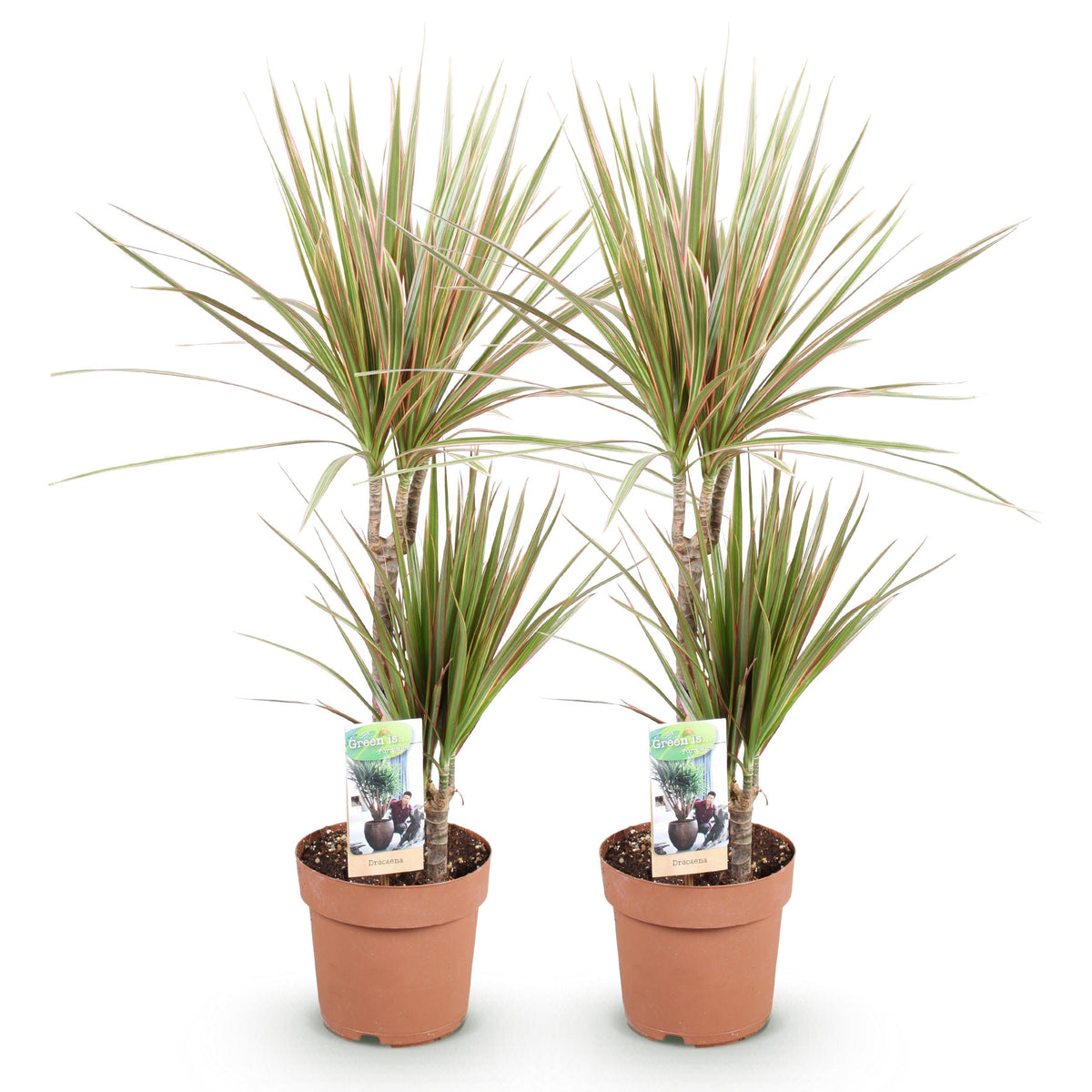 Green BoutiQ - Green is... Kamerplanten - Dracaena Marginata Bicolor - Drakenbloedboom - Weinig onderhoud - Groen - 2 Planten - Pot 17cm - Hoogte 70-75cm