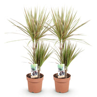 Green BoutiQ - Green is... Kamerplanten - Dracaena Marginata Bicolor - Drakenbloedboom - Weinig onderhoud - Groen - 2 Planten - Pot 17cm - Hoogte 70-75cm