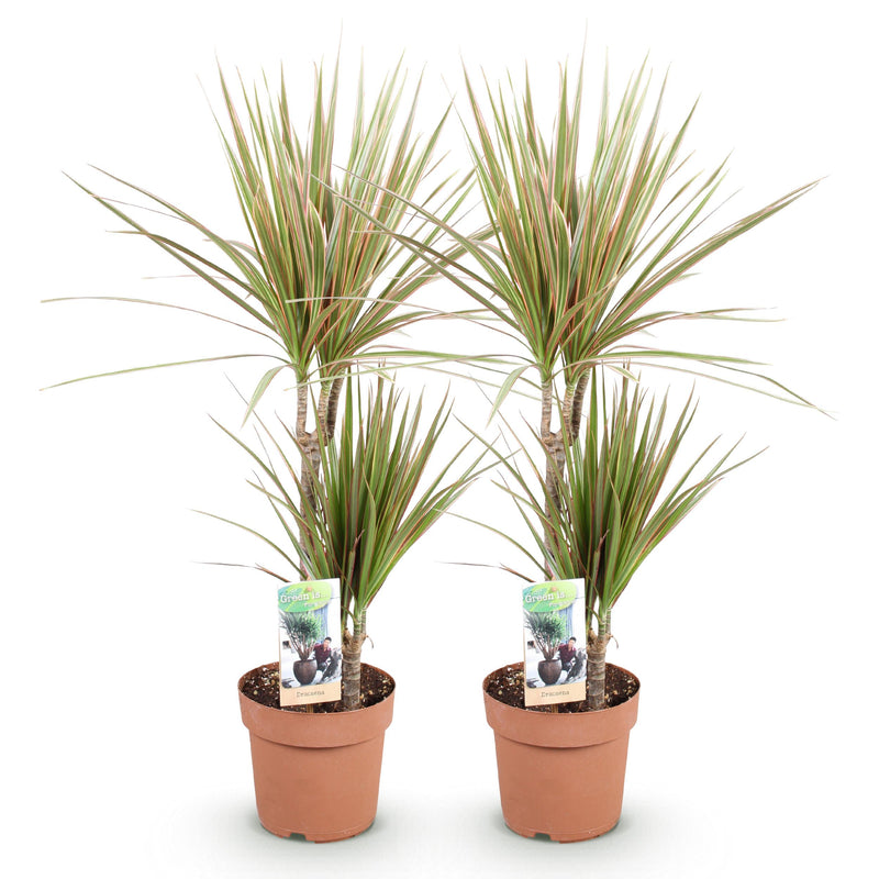 Green BoutiQ - Green is... Kamerplanten - Dracaena Marginata Bicolor - Drakenbloedboom - Weinig onderhoud - Groen - 2 Planten - Pot 17cm - Hoogte 70-75cm