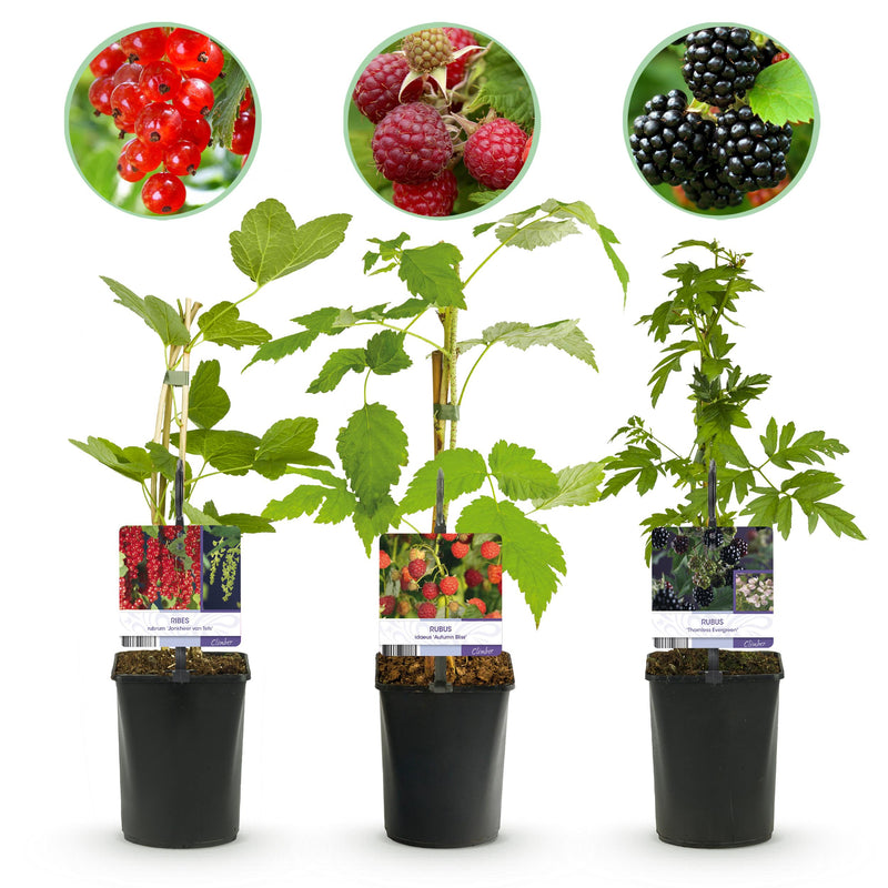 Green boutiQ - Fruit planten mix - Rode Bes, Rode Framboos, Zwarte Braam - 3 planten - Pot 11cm Hoogte 40cm