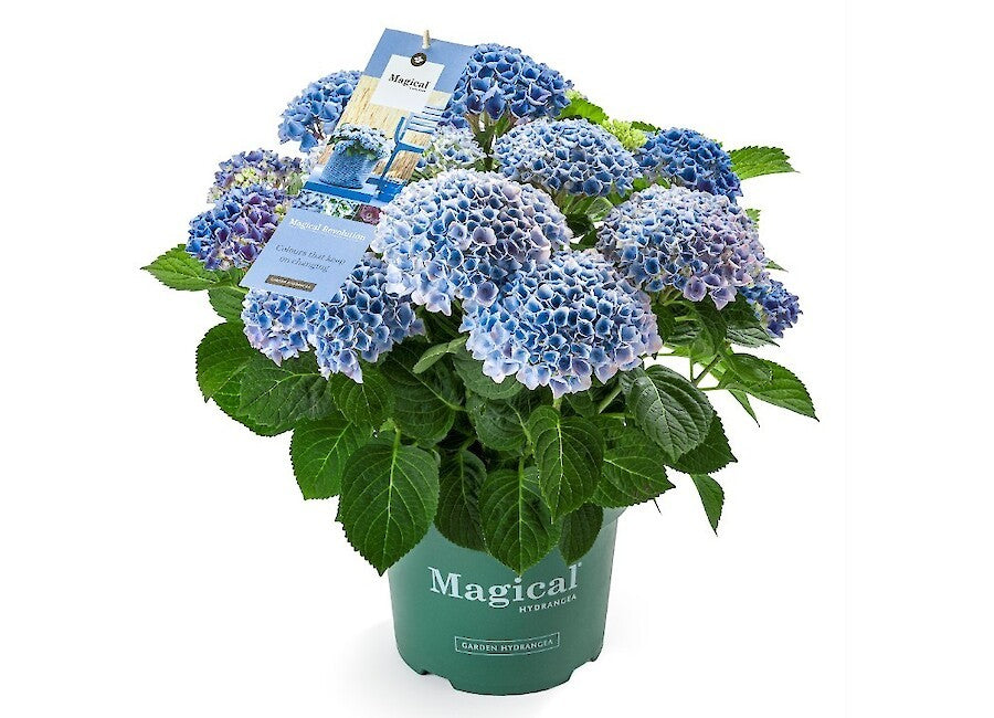 Green boutiQ - Plante de terrasse - Hortensia - Hydrangea Magical Revolution Blue - Bleu - 6-10 fleurs - 2 plantes - Pot 23 cm Hauteur 55 cm
