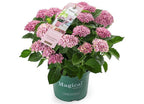 Green boutiQ - Terrassenpflanze - Hortensie - Hydrangea Magical Revolution Pink - Rosa - 6-10 Blüten - 2 Pflanzen - Topf 23 cm Höhe 55 cm
