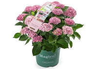 Green boutiQ - Terrasplant - Hortensia - Hydrangea Magical Revolution Pink - Pink - 6-10 Bloemen - 2 Planten - Pot 23cm Hoogte 55cm