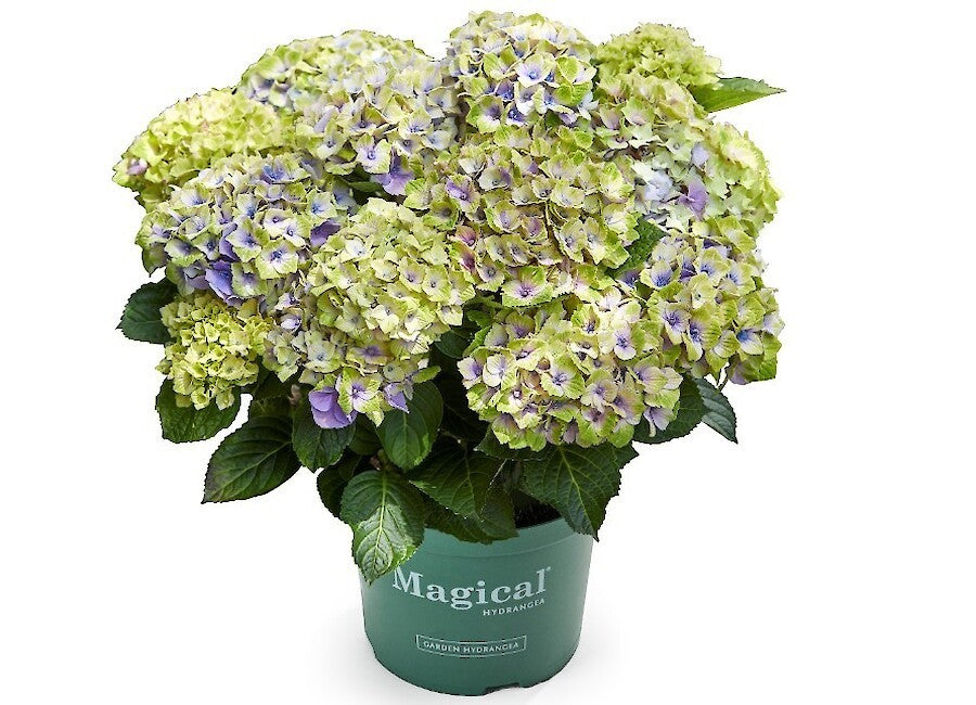 Green boutiQ - Terrasplant - Hortensia - Hydrangea Magical Jewel Blue - Blauw - 6-10 Bloemen - 2 Planten - Pot 23cm Hoogte 55cm