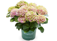 Green boutiQ - Terrasplant - Hortensia - Hydrangea Magical Jewel Pink - Roze - 6-10 Bloemen - 2 Planten - Pot 23cm Hoogte 55cm